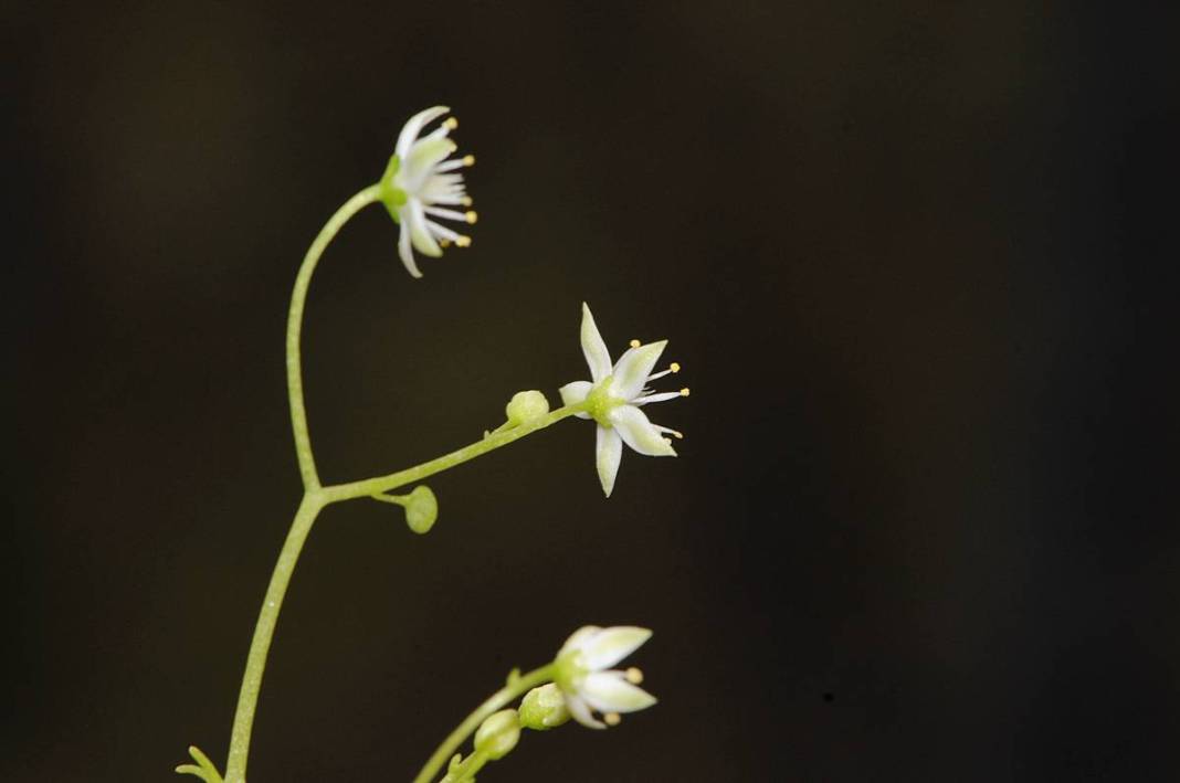İzmir'in dağlarında endemik çiçekler açtı! 9
